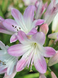 Pink Agapanthus Flower seeds for Planting Vibrant Colors, Heirloom & GMO Free Seeds for Home Garden seeds for planting