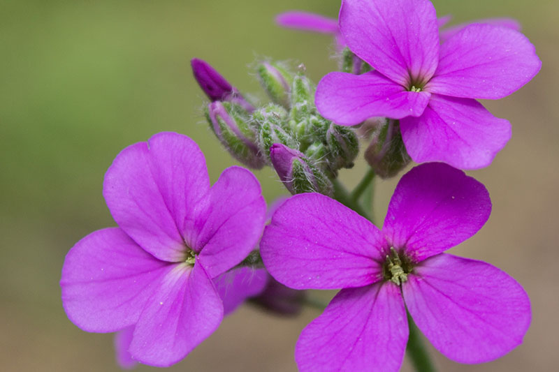 Hesperis Flower seeds for Planting Colorful Display Heirloom & GMO Free Seeds for Home Garden 
 
 Sale for planting in home garden