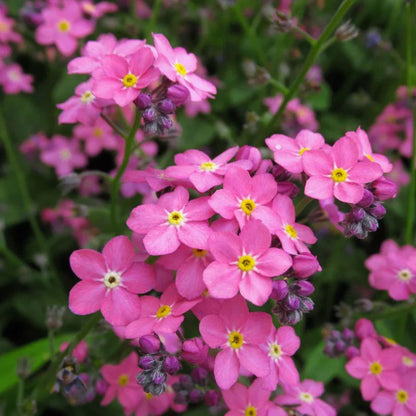 Myosotis Sylvatica Flower seeds for Planting Wildflower Mix Heirloom & GMO Free Seeds for Home Garden