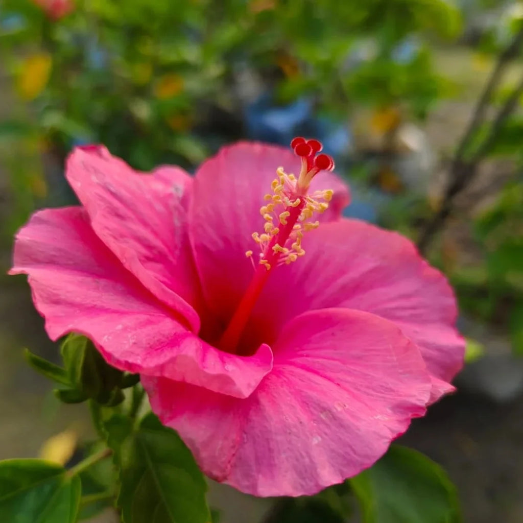 Thick Pink Hibiscus Flower seeds for Planting Cottage Garden Essential, Heirloom & GMO Free Seeds for Home Garden vegetable and garden seeds
