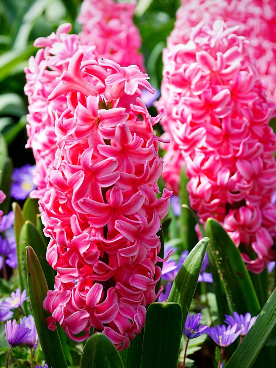 High quality Light Pink Hyacinth Flower seeds for Planting Easy to Grow, Heirloom & GMO Free Seeds for Home Garden seeds pack