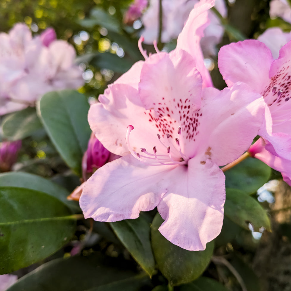 Rhododendron Flower seeds for Planting Long Bloom Season Heirloom & GMO Free Seeds for Home Garden seeds for planting