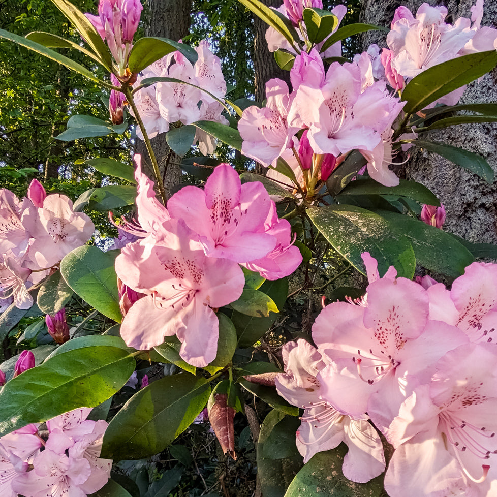 Rhododendron Flower seeds for Planting Long Bloom Season Heirloom & GMO Free Seeds for Home Garden vegetable and garden seeds