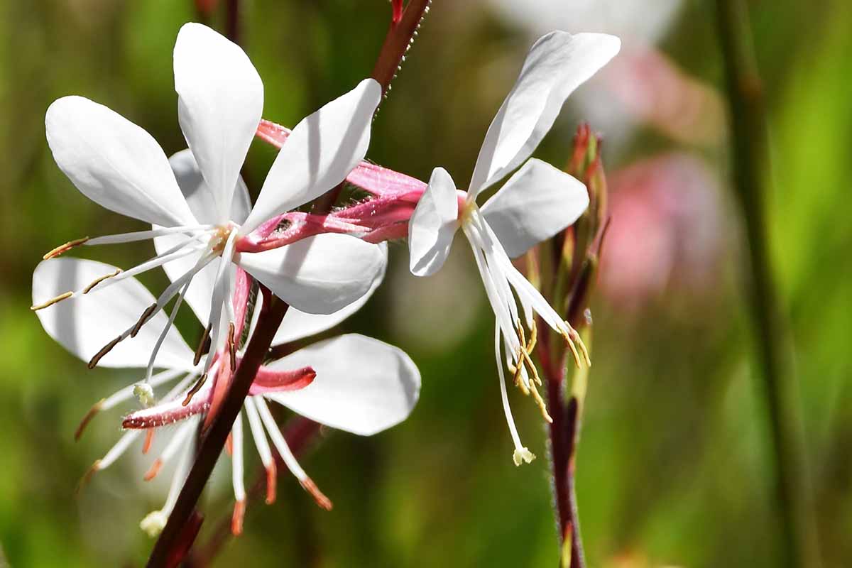 Gaura Flower seeds for Planting Easy to Grow Heirloom & GMO Free Seeds for Home Garden