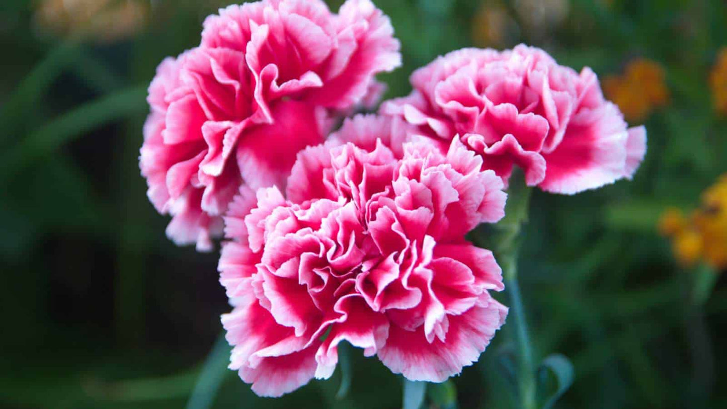 Carnation Flower seeds for Planting Pollinator Friendly Heirloom & GMO Free Seeds for Home Garden