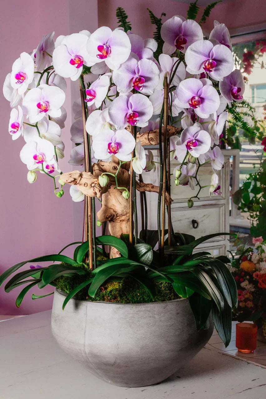 Pink Red Dendrobium Flower seeds for Planting Drought Tolerant, Heirloom & GMO Free Seeds for Home Garden vegetable and garden seeds
