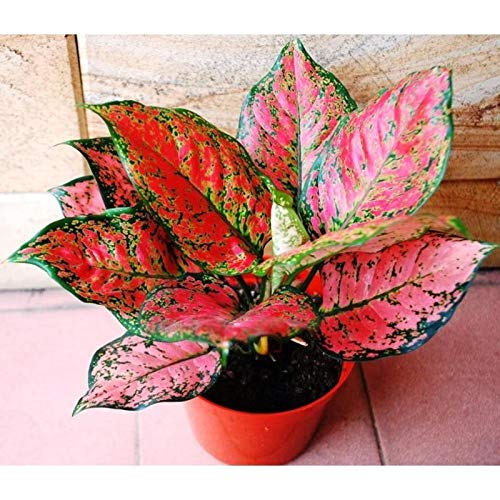Pink Aglaonema Flower seeds for Planting Seasonal Bloomer, Heirloom & GMO Free Seeds for Home Garden vegetable and garden seeds
