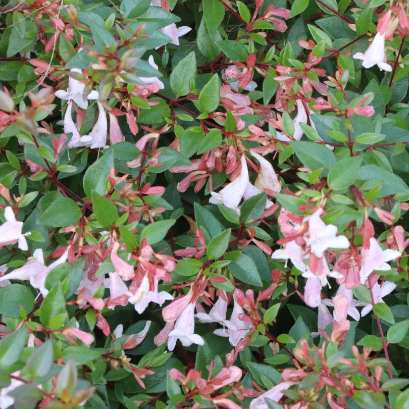 Multi Colored Abelia Flower seeds for Planting Sun Loving, Heirloom & GMO Free Seeds for Home Garden vegetable and garden seeds