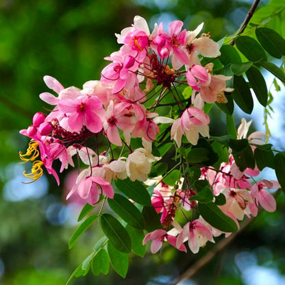 Cassia Marginata Flower seeds for Planting Pollinator Friendly Heirloom & GMO Free Seeds for Home Garden