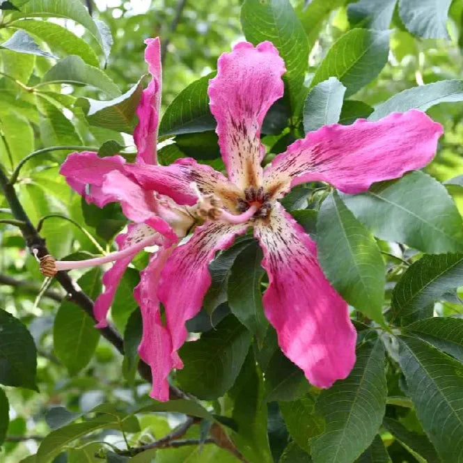 Chorisia Speciosa Flower seeds for Planting Sun Loving Heirloom & GMO Free Seeds for Home Garden