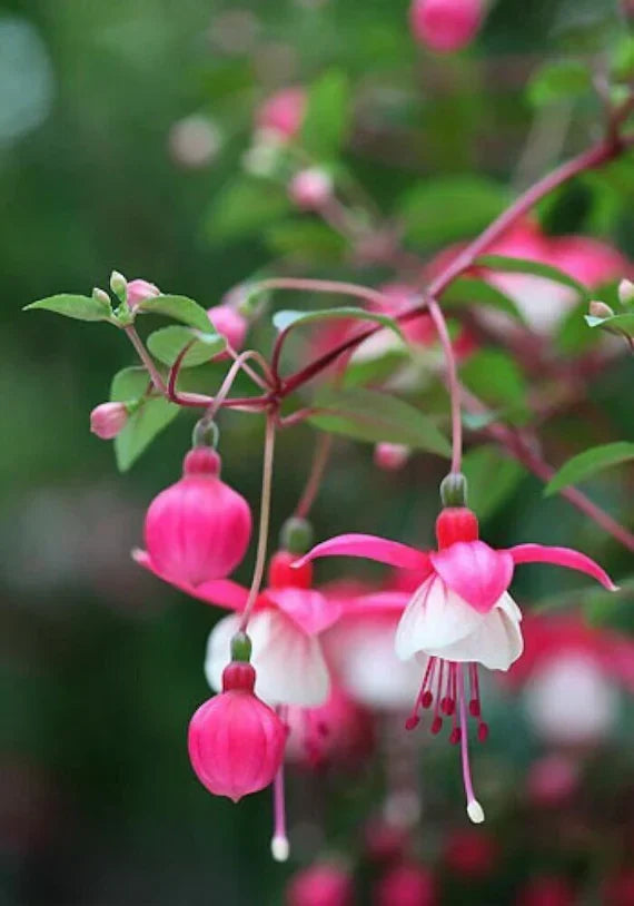 Pink and White Fuchsia Garden Blooms
