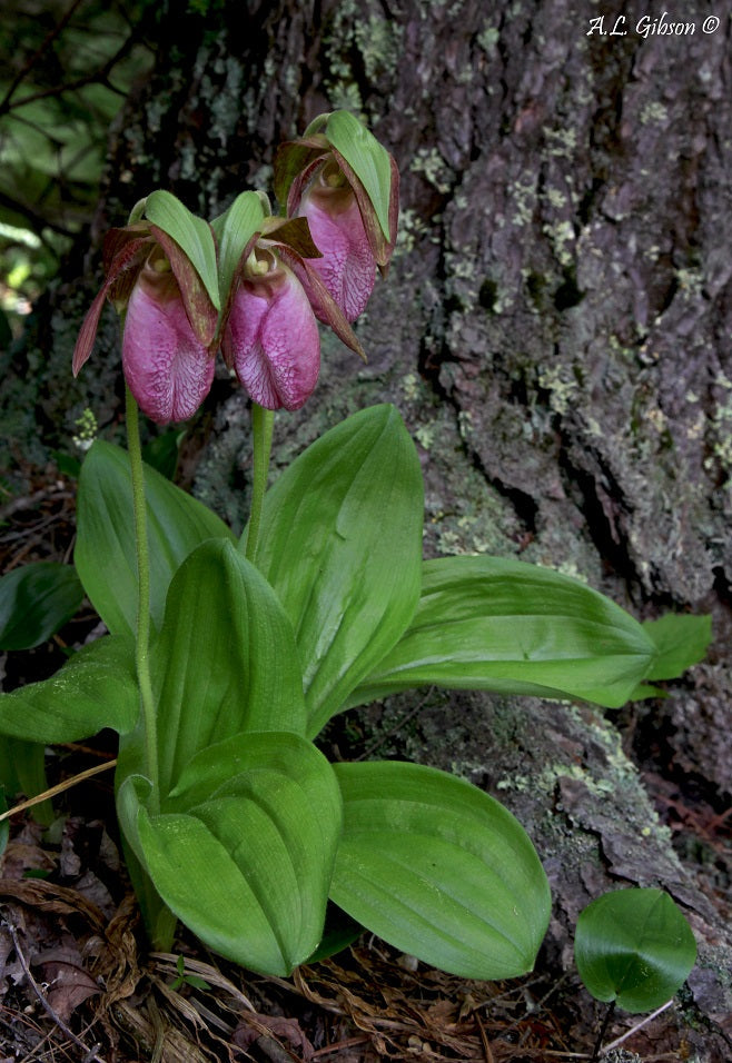 Lady's Slipper Flower seeds for Planting - Compact Growth, Heirloom & GMO Free Seeds for Home Garden
