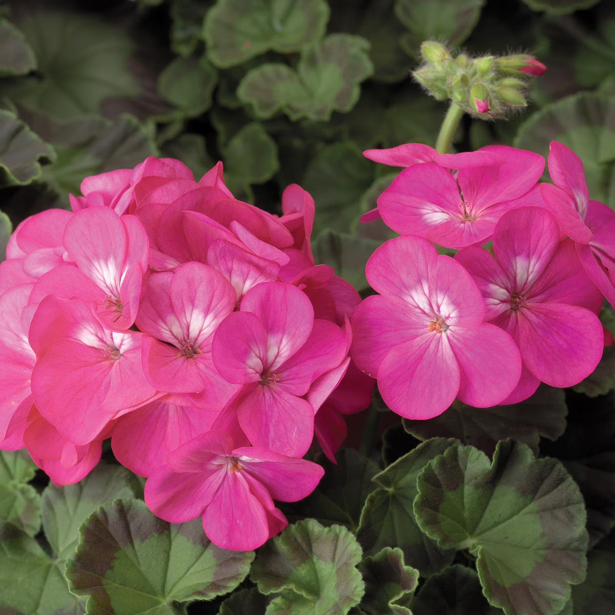 Pink Geranium Apple Blossom Flower seeds for Planting - Shade Tolerant, Heirloom & GMO Free Seeds for Home Garden
