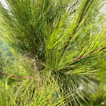 Green Loblolly Pine Tree Seeds For Majestic Planting