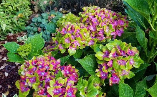Green Red Hydrangea Flower seeds for Planting Low Maintenance, Heirloom & GMO Free Seeds for Home Garden vegetable and garden seeds
