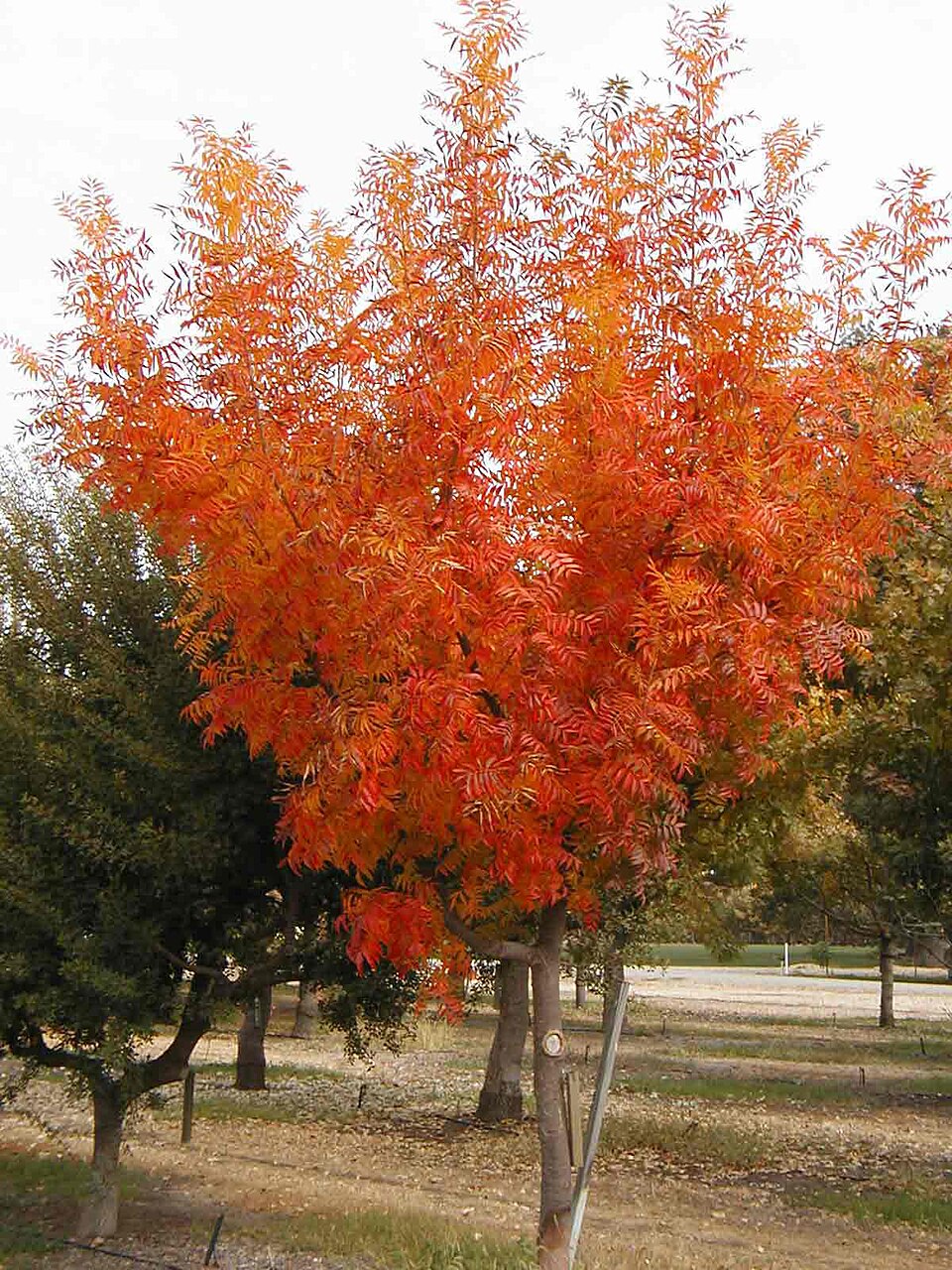 Premium Yellow Pink Marginata Flower seeds for Planting Easy to Grow, Heirloom & GMO Free Seeds for Home Garden seeds