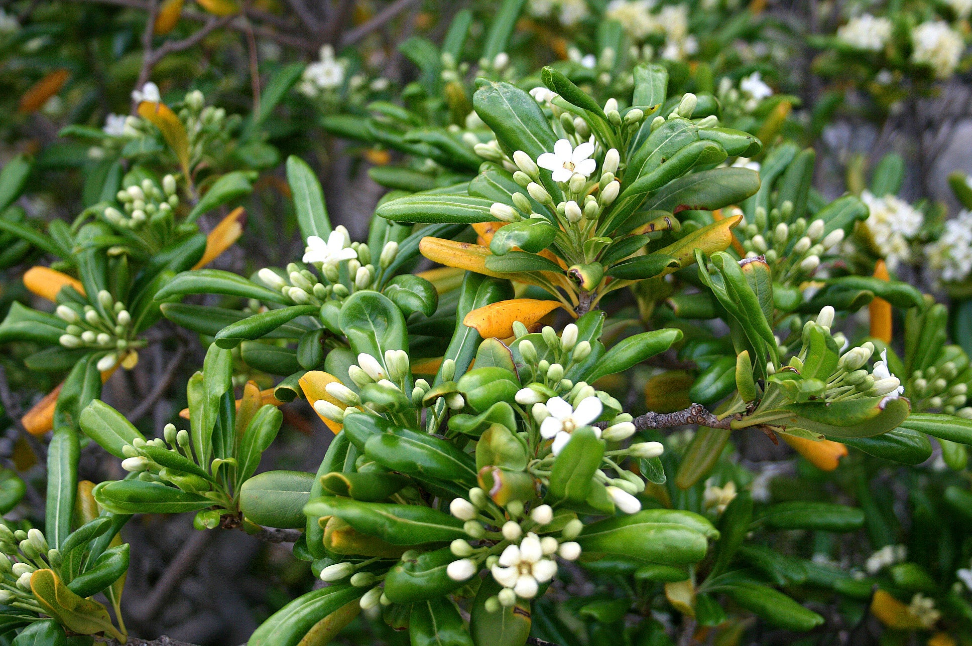Pittosporum Tobira Flower seeds for Planting Cut Flower Favorite, Heirloom & GMO Free Seeds for Home Garden vegetable and garden seeds