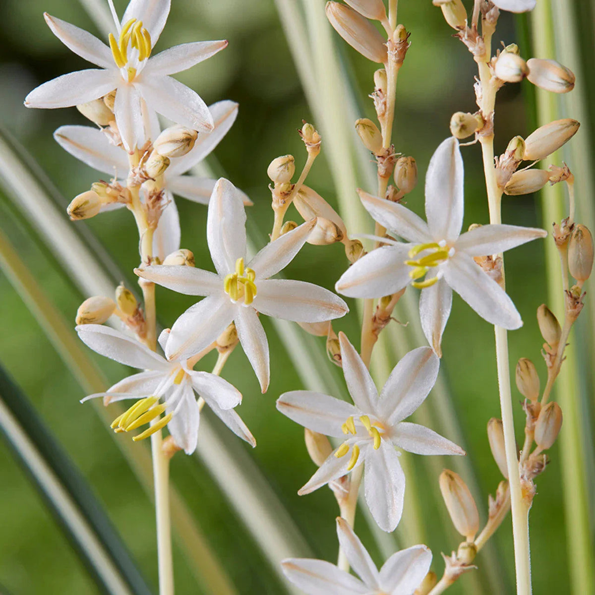 Chlorophytum Flower seeds for Planting Seasonal Bloomer Heirloom & GMO Free Seeds for Home Garden