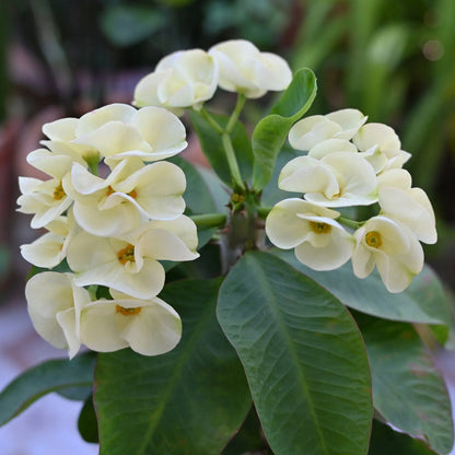 Crown of Thorn Flower seeds for Planting - Premium Quality, Heirloom & GMO Free Seeds for Home Garden