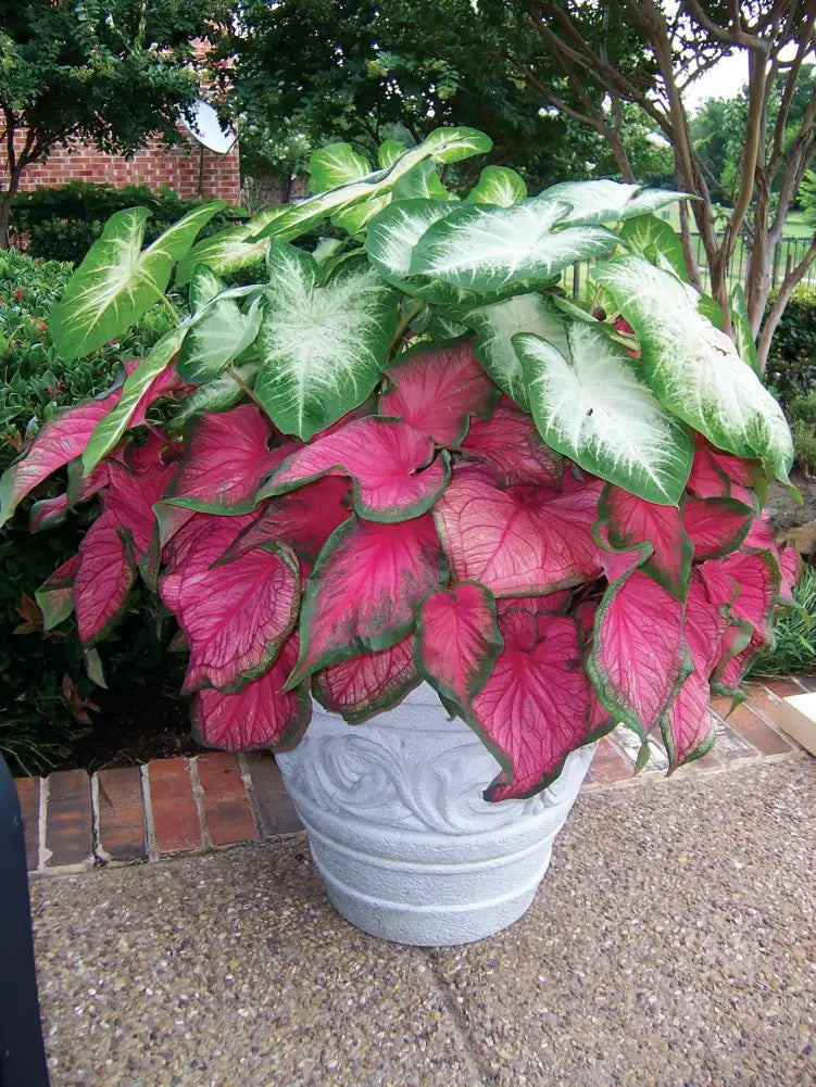 Caladium Flower seeds for Planting Cottage Garden Essential Heirloom & GMO Free Seeds for Home Garden