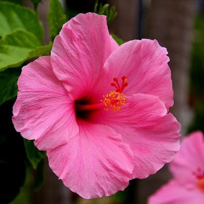 Pink Hibiscus Flower seeds for Planting Premium Quality, Heirloom & GMO Free Seeds for Home Garden vegetable and garden seeds