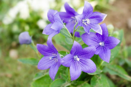 Balloon Flower seeds for Planting Easy to Grow Heirloom & GMO Free Seeds for Home Garden