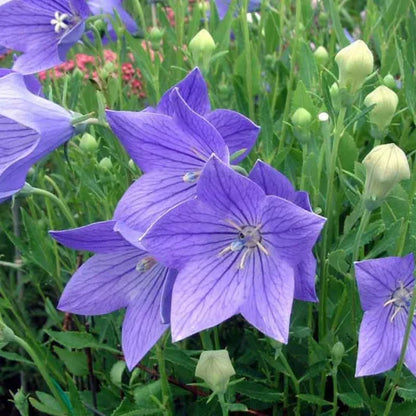 Balloon Goluboy Flower seeds for Planting Premium Quality Heirloom & GMO Free Seeds for Home Garden