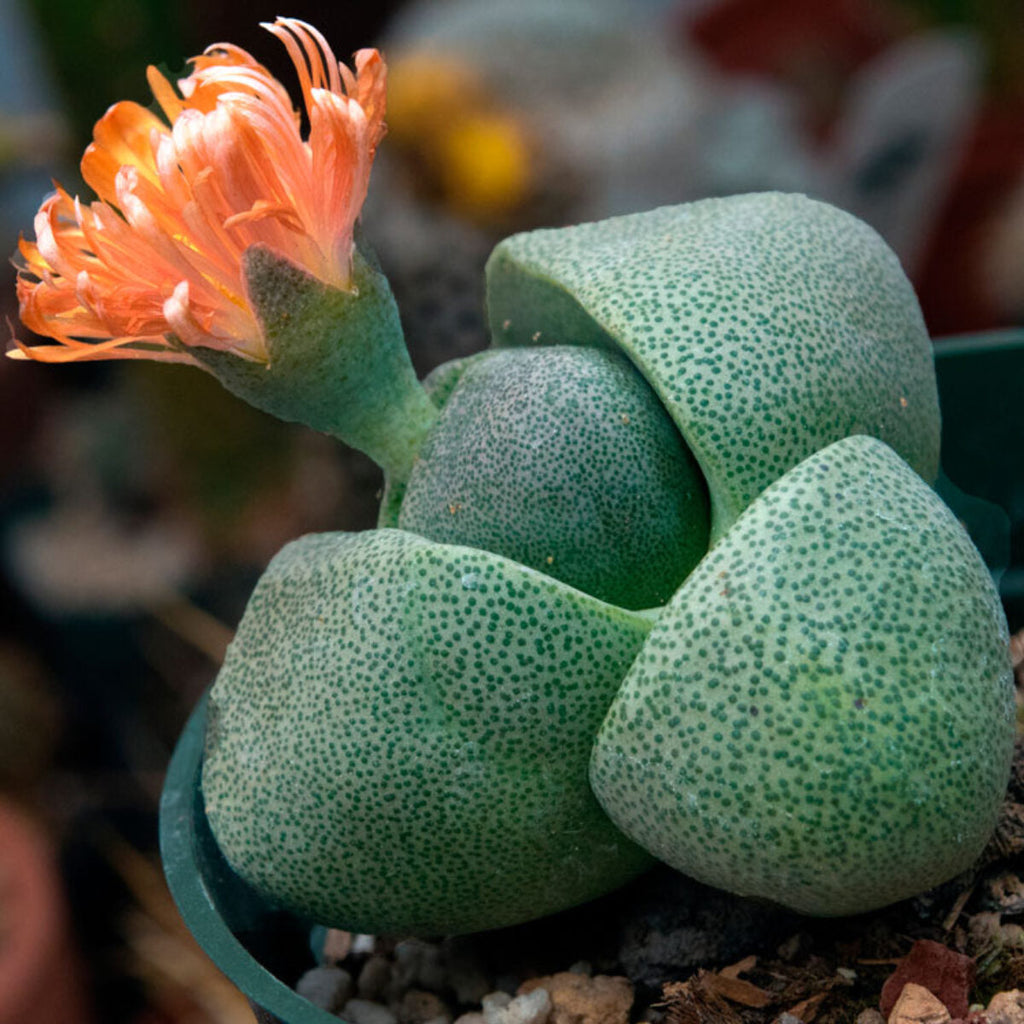 Pleiospilos Nelii Flower seeds for Planting Cottage Garden Essential, Heirloom & GMO Free Seeds for Home Garden vegetable and garden seeds