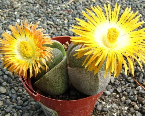Pleiospilos Flower seeds for Planting Premium Quality Heirloom & GMO Free Seeds for Home Garden