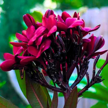 Premium Black Frangipani Flower seeds for Planting Drought Tolerant, Heirloom & GMO Free Seeds for Home Garden seeds