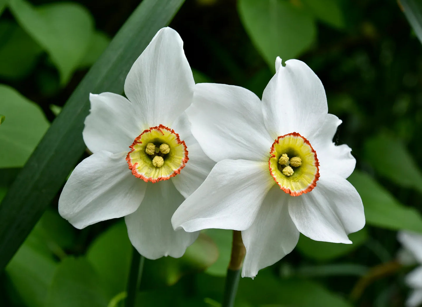 Daffodil Narcissus Flower seeds for Planting, Drought Tolerant Heirloom & GMO Free Seeds for Home Garden