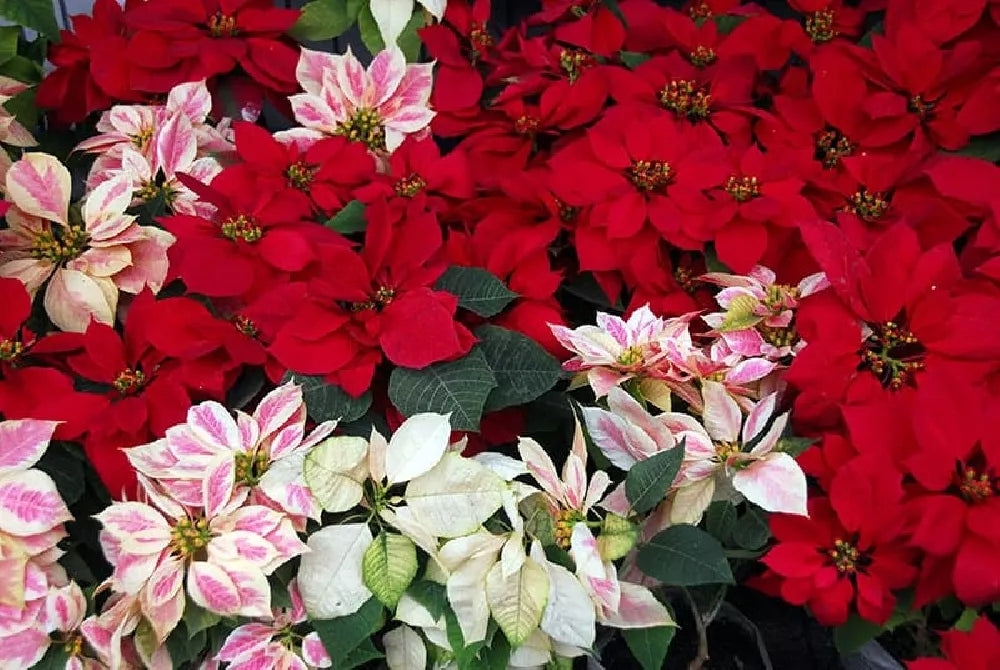 Mixed Poinsettia Flower seeds for Planting Shade Tolerant, Heirloom & GMO Free Seeds for Home Garden vegetable and garden seeds