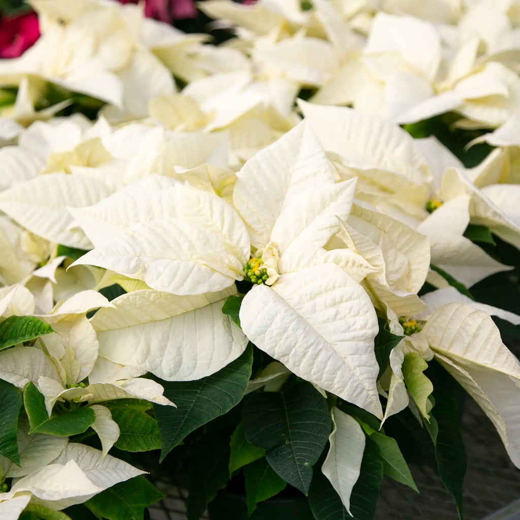 White Poinsettia Flower seeds for Planting Hardy Variety, Heirloom & GMO Free Seeds for Home Garden seeds for planting