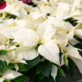 White Poinsettia Flower seeds for Planting Hardy Variety, Heirloom & GMO Free Seeds for Home Garden seeds for planting