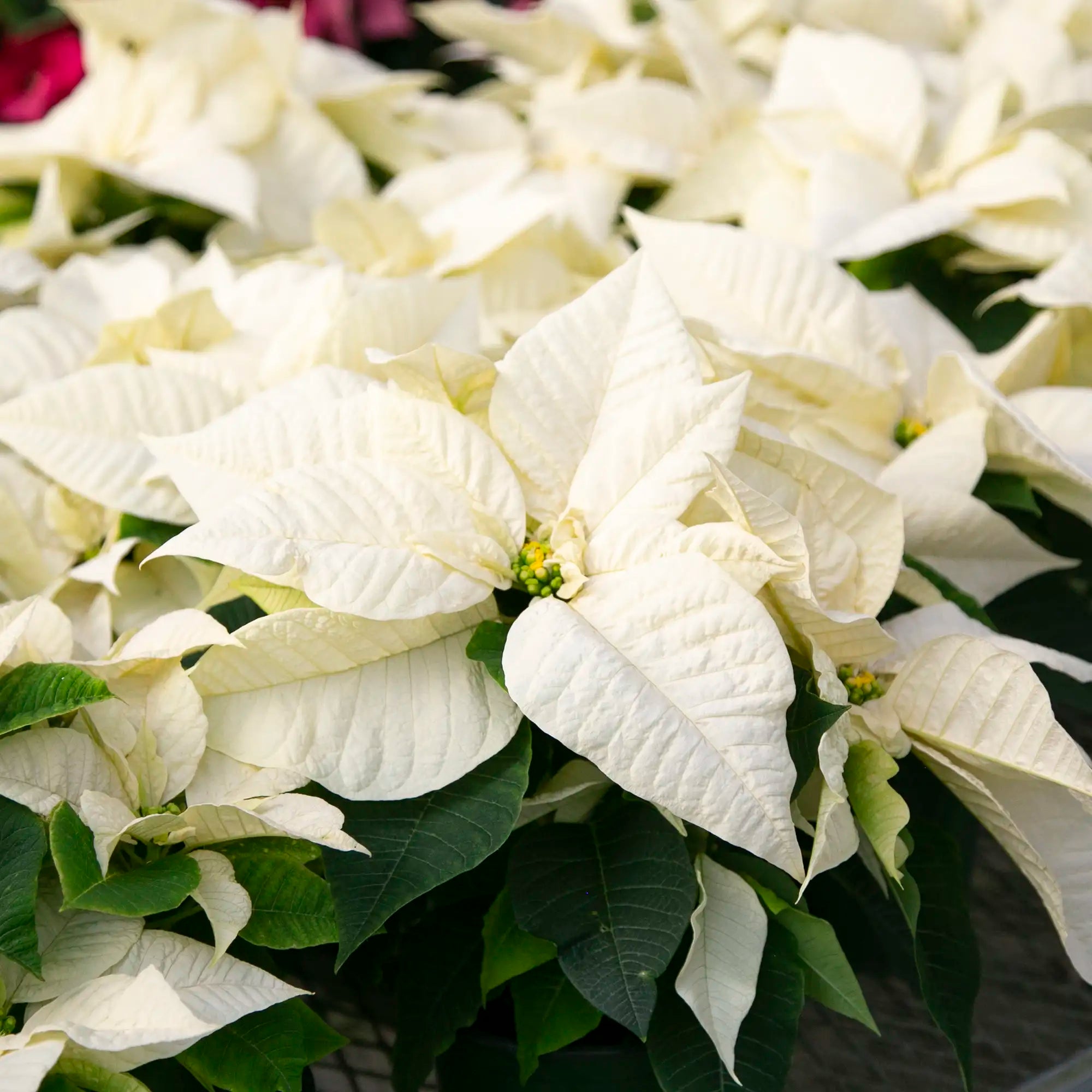 White Poinsettia Flower seeds for Planting Hardy Variety, Heirloom & GMO Free Seeds for Home Garden seeds for planting