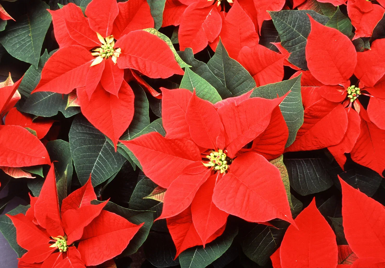 High quality Green Poinsettia Perennial Flower seeds for Planting Wildflower Mix, Heirloom & GMO Free Seeds for Home Garden seeds pack