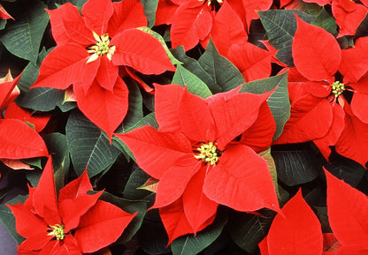 High quality Green Poinsettia Perennial Flower seeds for Planting Wildflower Mix, Heirloom & GMO Free Seeds for Home Garden seeds pack