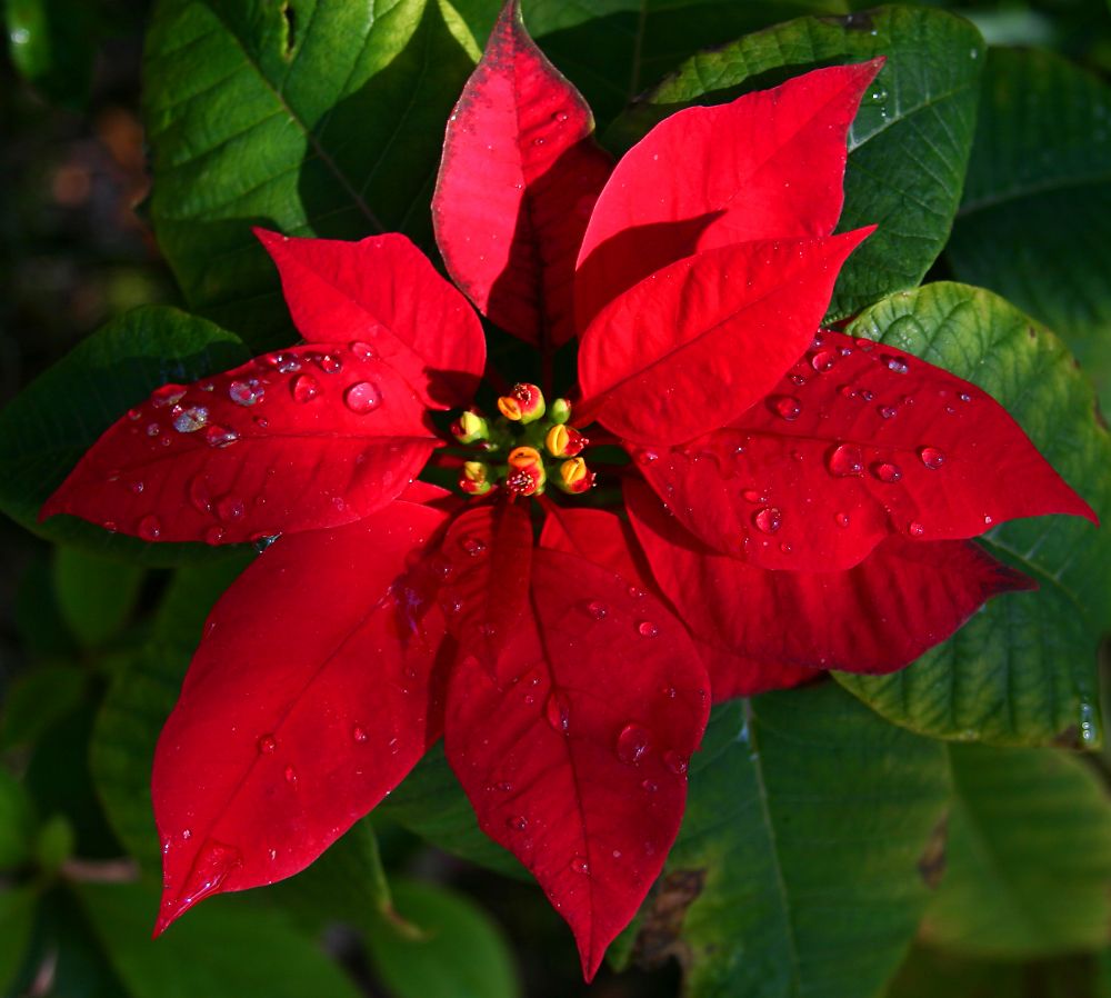 Poinsettia Euphorbia Flower seeds for Planting Pollinator Friendly Heirloom & GMO Free Seeds for Home Garden
