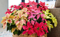 Mixed Poinsettia Flower seeds for Planting Bright Blooms, Heirloom & GMO Free Seeds for Home Garden seeds for planting