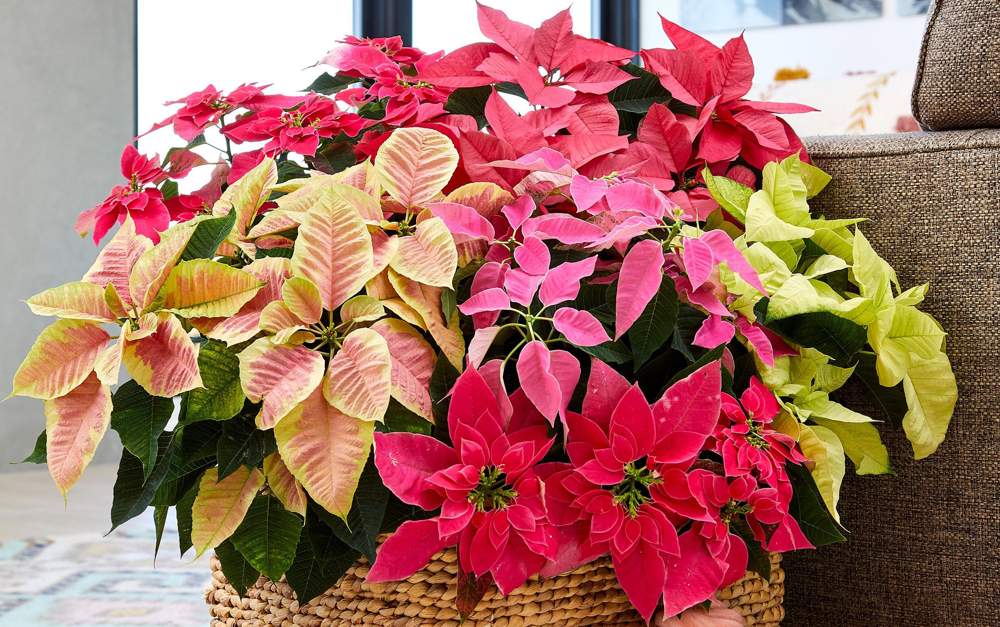 Mixed Poinsettia Flower seeds for Planting Bright Blooms, Heirloom & GMO Free Seeds for Home Garden seeds for planting