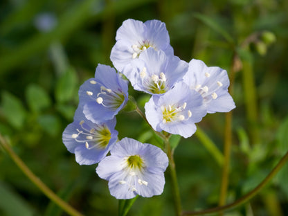 Jacob's Ladder Flower seeds for Planting Perfect for Borders Heirloom & GMO Free Seeds for Home Garden