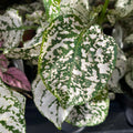 White Green Hypoestes Polka Flower seeds for Planting Wildflower Mix, Heirloom & GMO Free Seeds for Home Garden seeds for planting