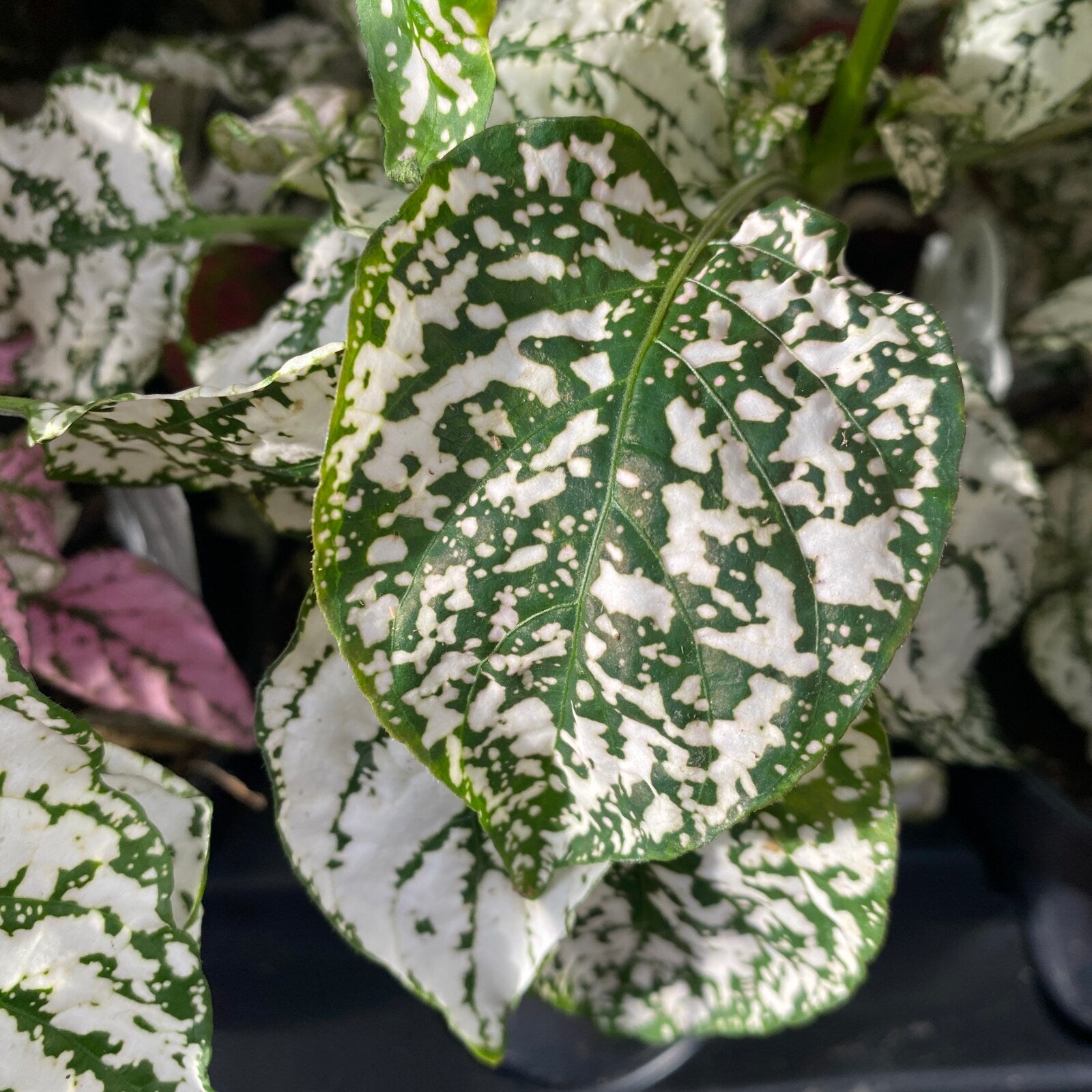 White Green Hypoestes Polka Flower seeds for Planting Wildflower Mix, Heirloom & GMO Free Seeds for Home Garden seeds for planting
