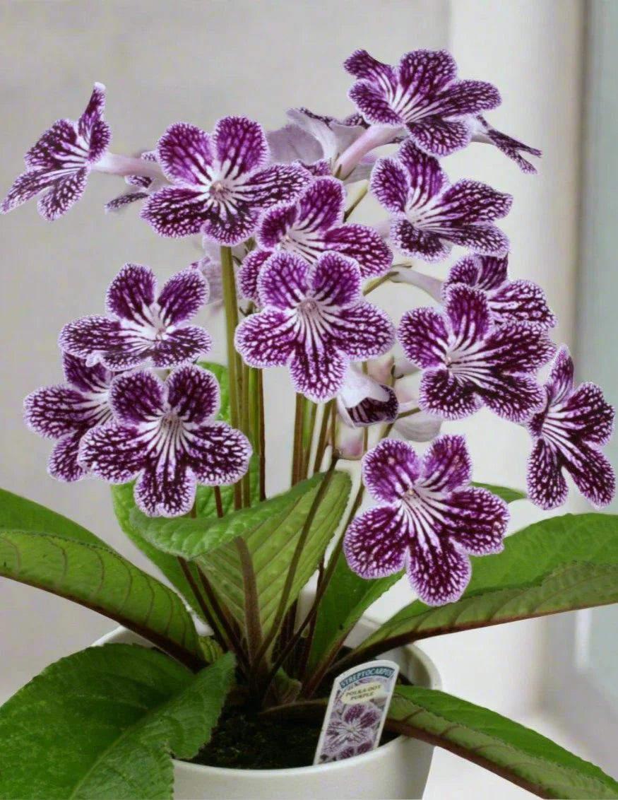 Streptocarpus Flower seeds for Planting Low Maintenance, Heirloom & GMO Free Seeds for Home Garden vegetable and garden seeds