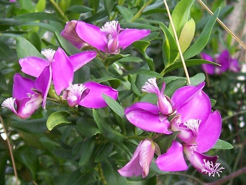 Premium Polygala Myrtifolia Flower seeds for Planting Hardy Variety, Heirloom & GMO Free Seeds for Home Garden seeds