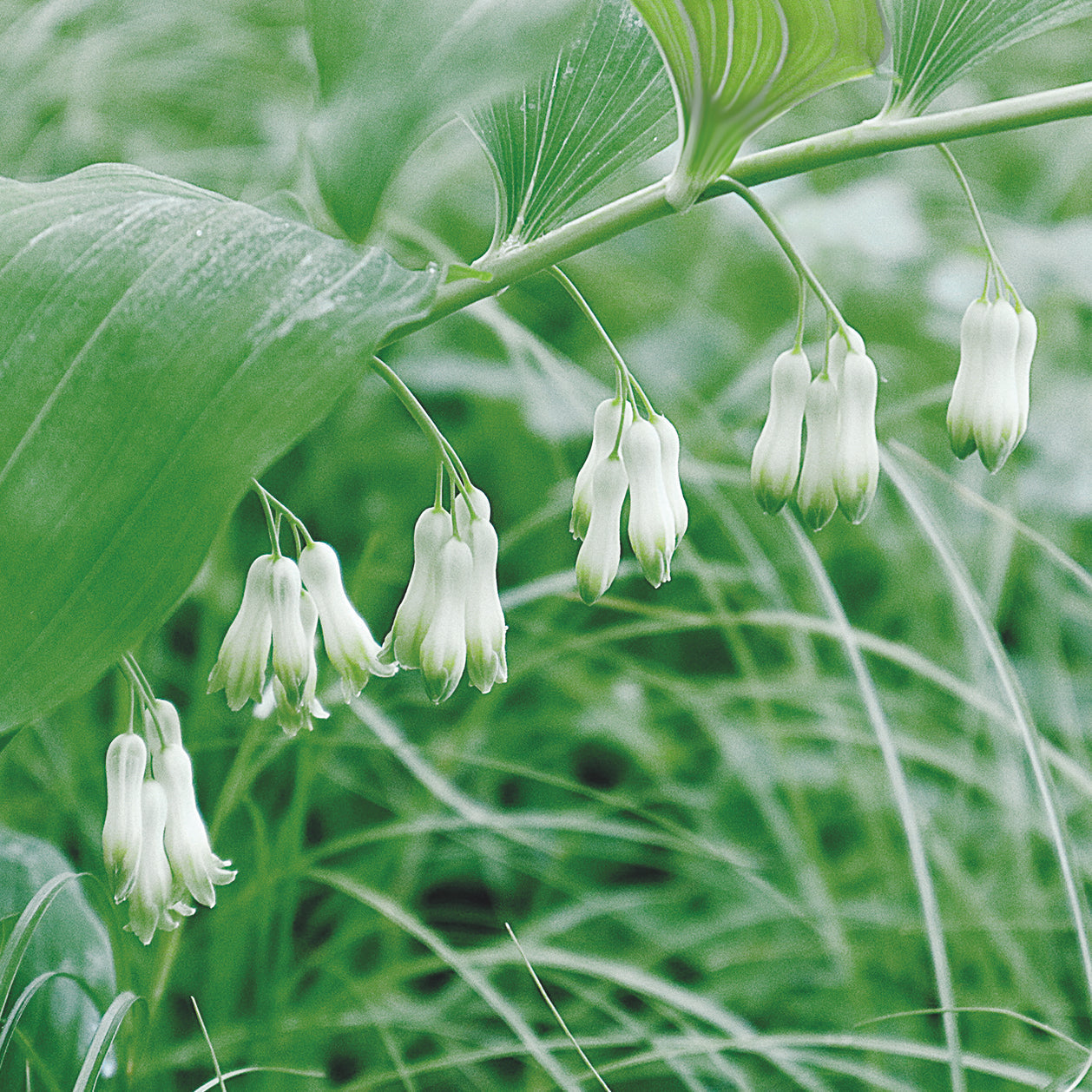 High quality White Polygonatum Flower seeds for Planting Perfect for Borders, Heirloom & GMO Free Seeds for Home Garden seeds pack