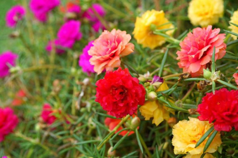 Carpet Moss Rose Flower seeds for Planting Colorful Display Heirloom & GMO Free Seeds for Home Garden
