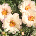 Cream Portulaca Flower seeds for Planting Compact Growth, Heirloom & GMO Free Seeds for Home Garden seeds for planting
