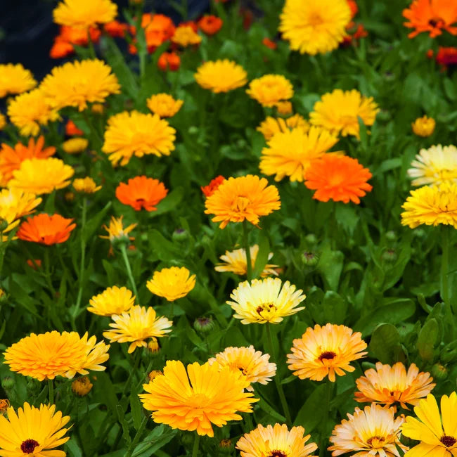 Calendula Marigold Flower seeds for Planting Cottage Garden Essential Heirloom & GMO Free Seeds for Home Garden