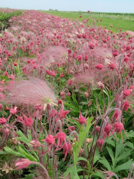 Triflorum Flower seeds for Planting Long Bloom Season, Heirloom & GMO Free Seeds for Home Garden vegetable and garden seeds